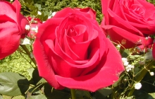 rose-flower-14